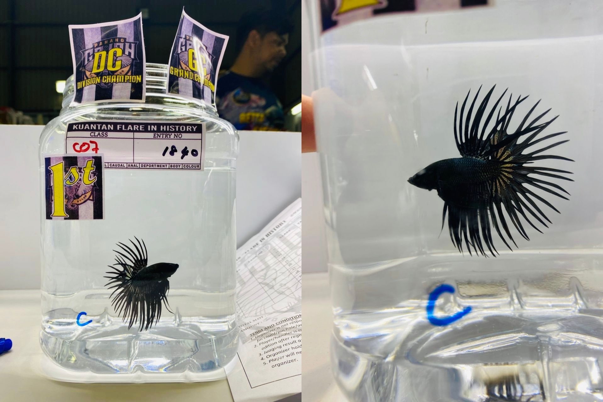 betta